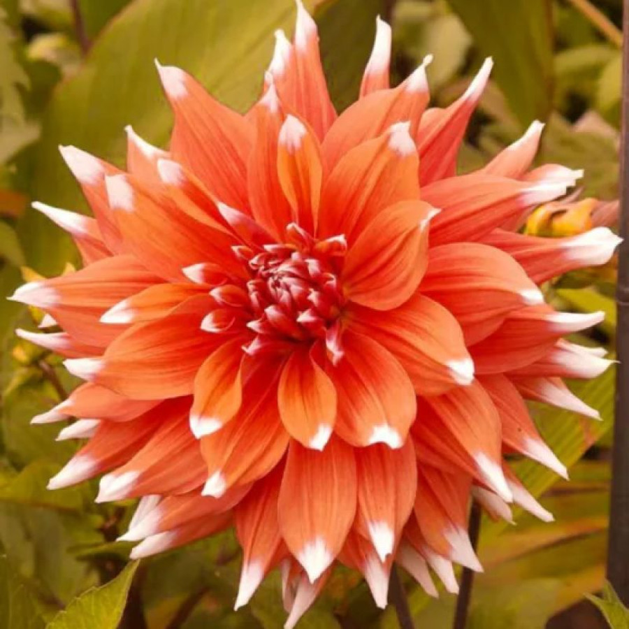 Жоржина кактусоподібна Color Spectacle