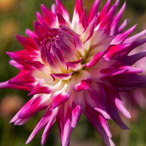 Жоржина кактусоподібна Electric Light