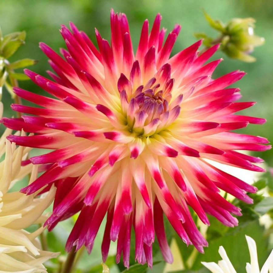 Жоржина кактусоподібна Tahiti Sunrise