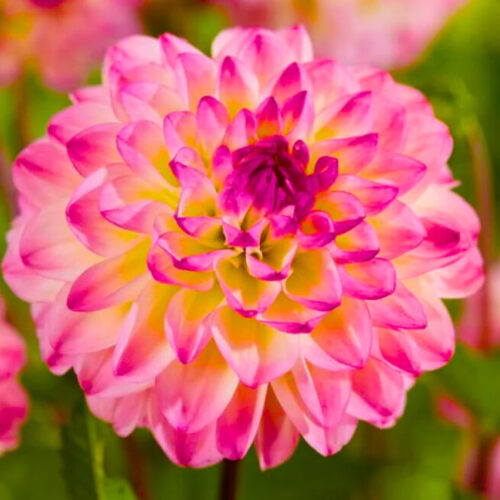 Жоржина куляста El Paso