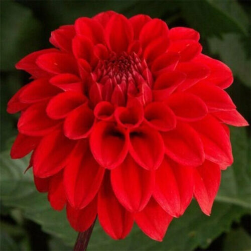 Жоржина куляста Red Cap