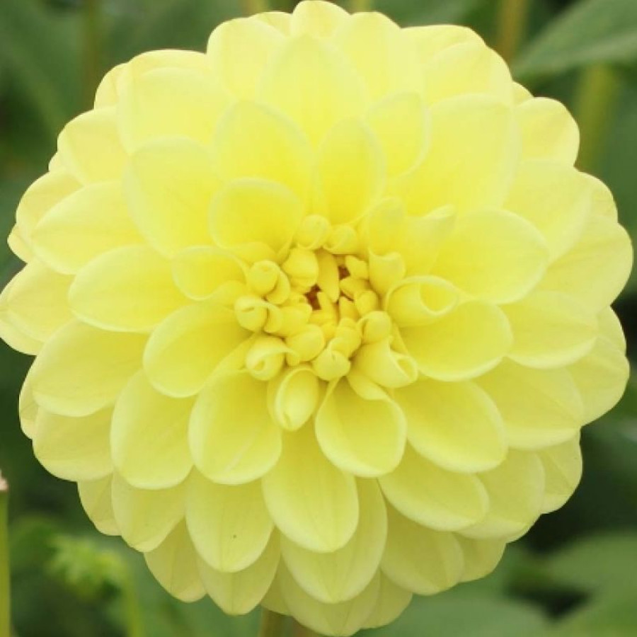 Жоржина декоративна Yellow Heaven