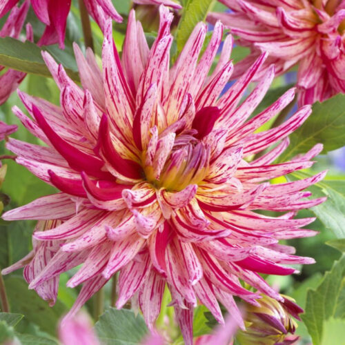 Жоржина кактусоподібна Alain Mimoun