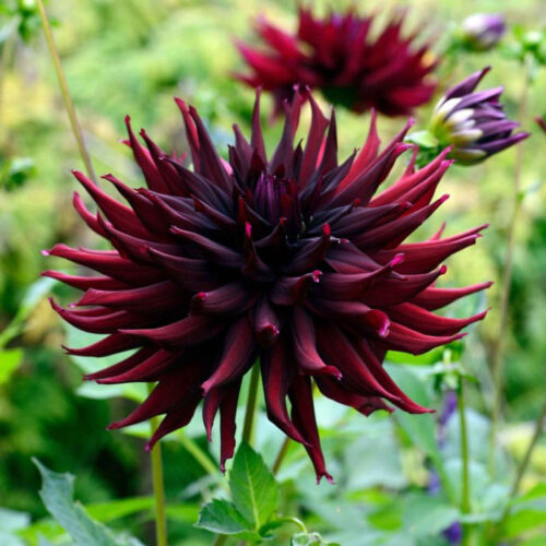 Жоржина кактусоподібна Black Narcissus