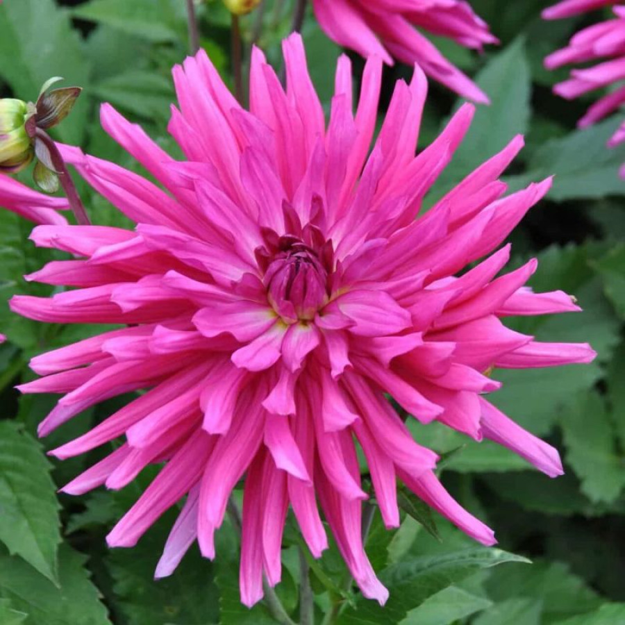 Жоржина кактусоподібна Blues Diamond