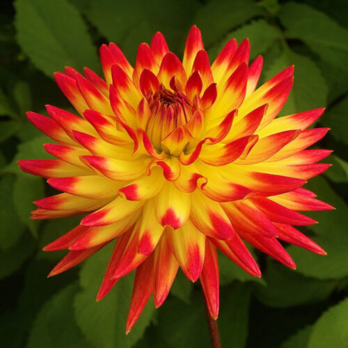 Жоржина кактусоподібна Bridge View Aloha