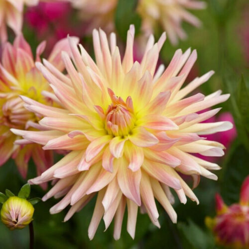 Жоржина кактусоподібна Cabana Banana