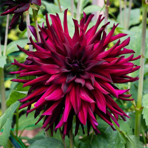 Жоржина кактусоподібна Chat Noir