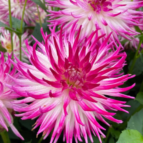 Жоржина кактусоподібна Dutch Explosion