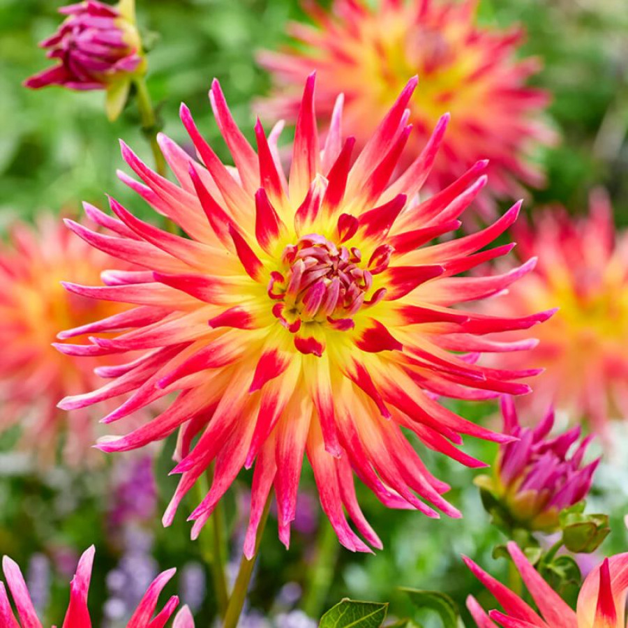 Жоржина кактусоподібна Electric Flash