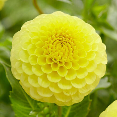 Жоржина куляста Golden Torch