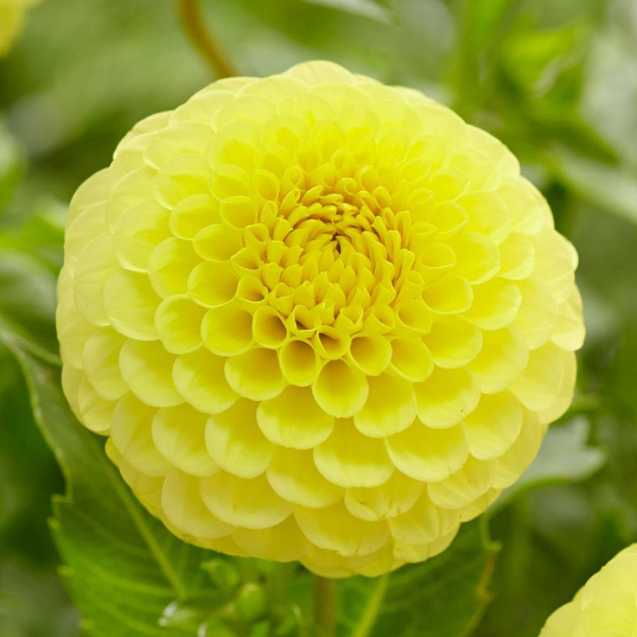 Жоржина куляста Golden Torch