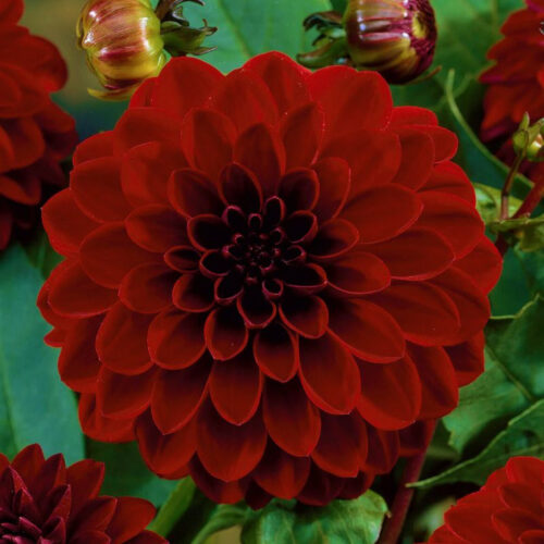 Жоржина куляста Night Queen