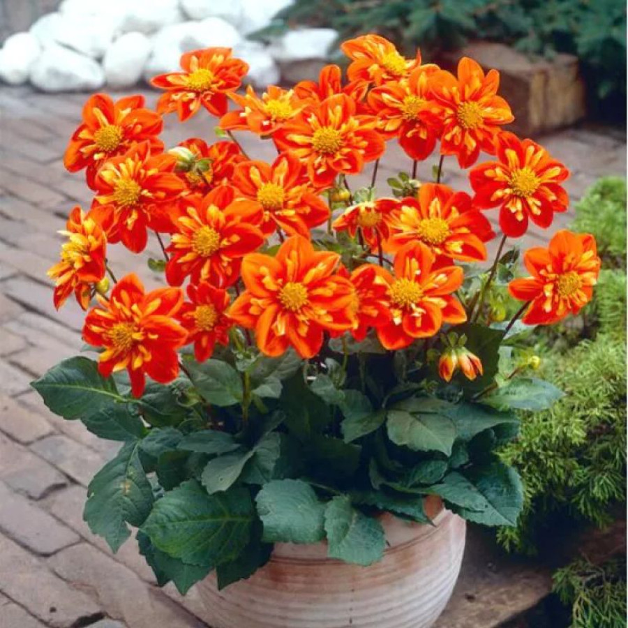 Жоржина комірцева Alstergruss