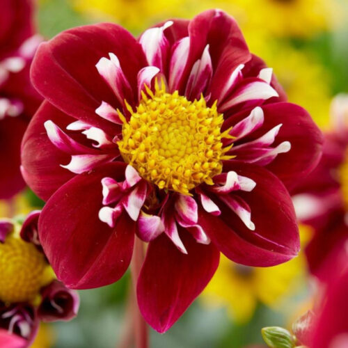 Жоржина комірцева Impression Fantastico