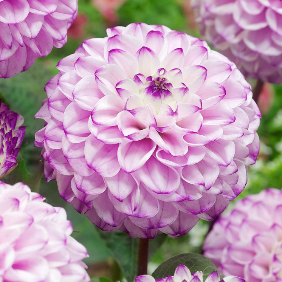 Жоржина куляста Genova