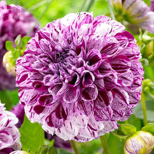 Жоржина куляста Marble Ball