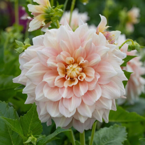 Жоржина декоративна Break Out