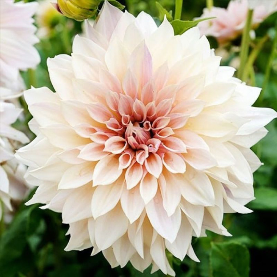 Жоржина декоративна Cafe au Lait