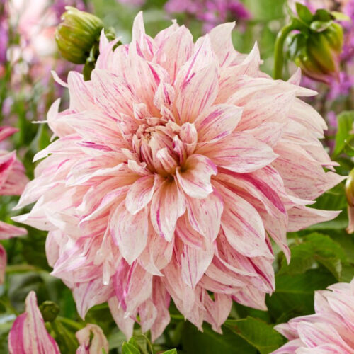 Жоржина декоративна Cafe au Lait Twist