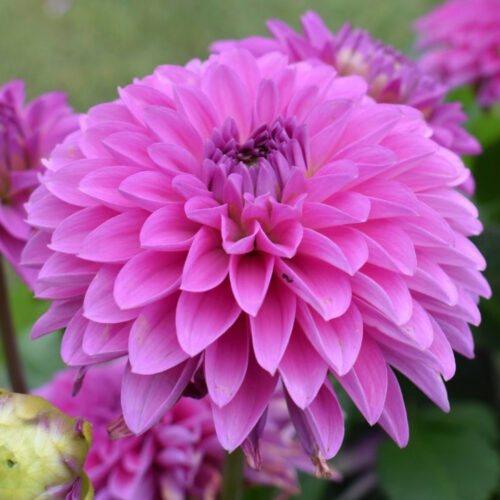 Жоржина декоративна Elma E