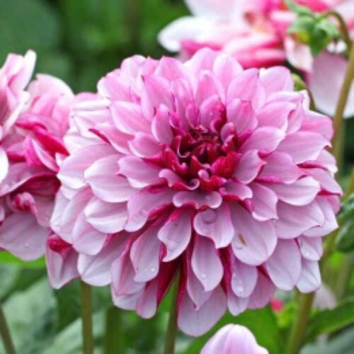 Жоржина декоративна Crème de Cassis