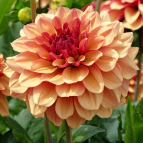 Жоржина декоративна Crème de Cognac