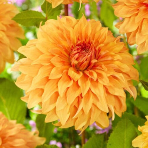 Жоржина декоративна Great Hercules