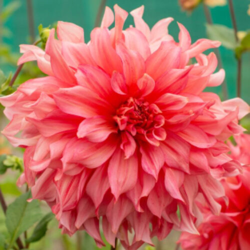 Жоржина декоративна Islander