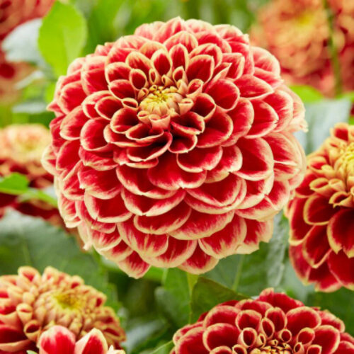 Жоржина декоративна Jowey Hubert