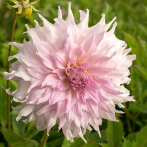 Жоржина декоративна Shiloh Noelle