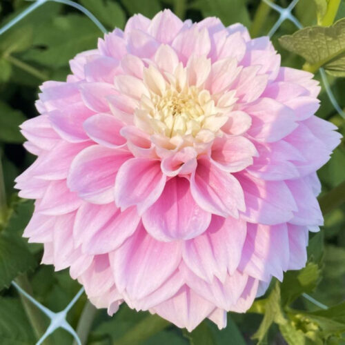 Жоржина декоративна Sweet Love