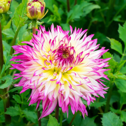 Жоржина оторочена Caproz Josephine