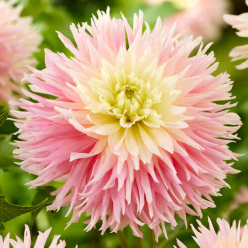 Жоржина оторочена Just Married