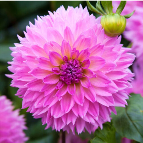 Жоржина оторочена Sakura Fubuki