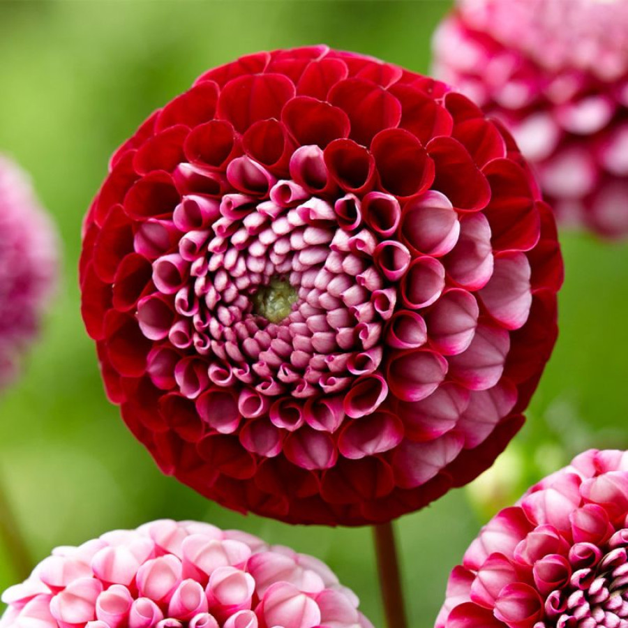 Жоржина помпонна Chick A Dee US