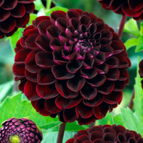 Жоржина помпонна Dark Spirit