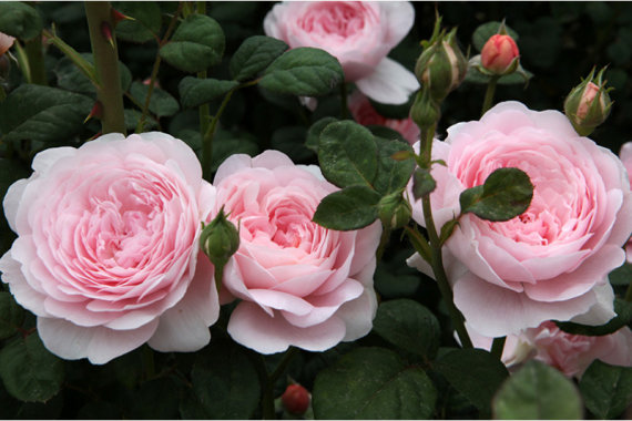 Троянда Queen of Sweden саджанець Класс: англійська - Зображення 2