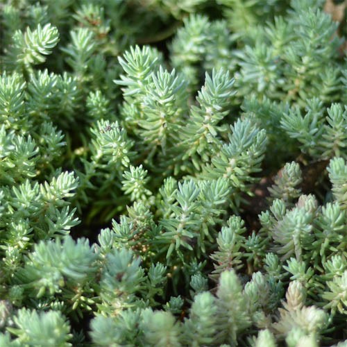 Седум Reflexum саджанець у контейнері 0,5 л