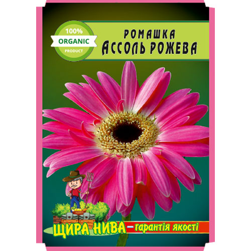 ромашка-ассоль-рожева