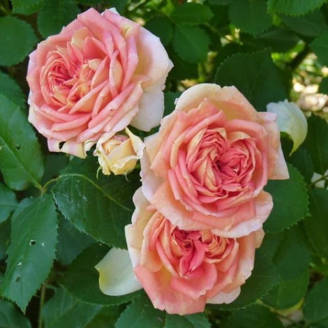 Троянда Алхiмiст-саджанець