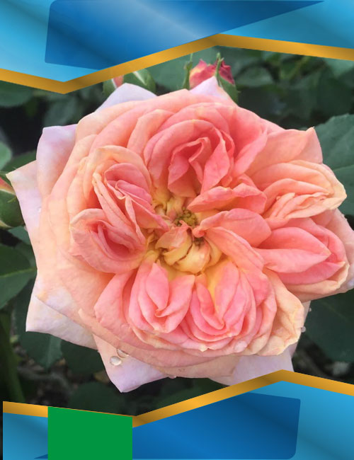 Троянда Алхiмiст