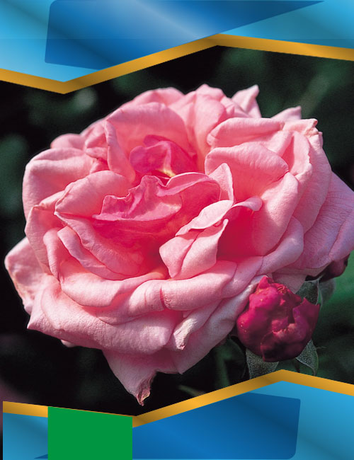 Троянда Алоха