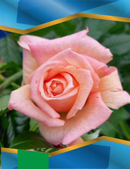 Троянда Барок