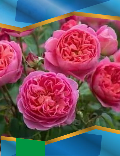 Троянда Бенджамін Бріттен