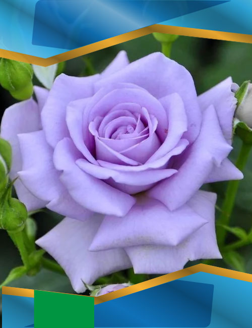 Троянда Блу мун