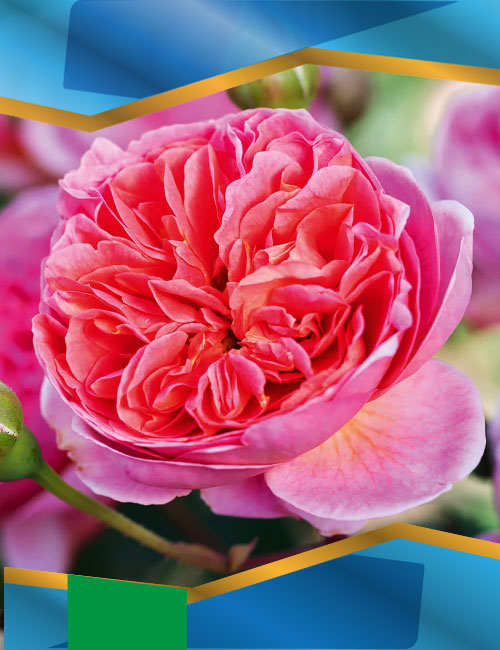 Троянда Боскобель