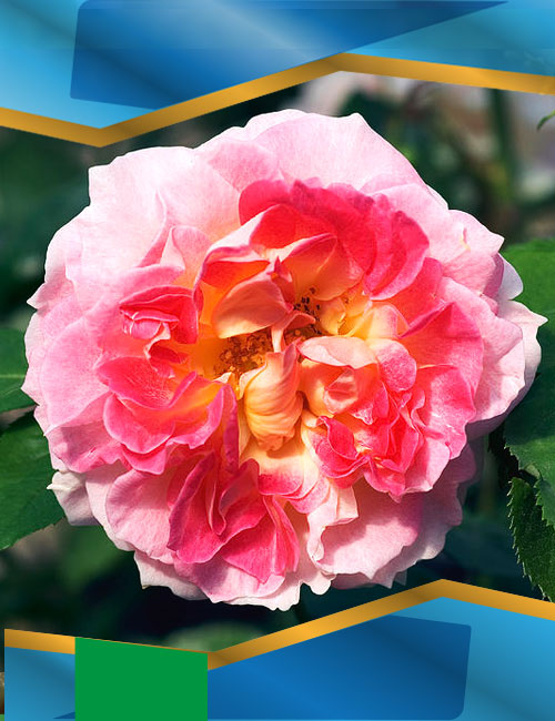 Троянда Цезарь