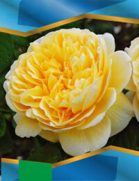 Троянда Шарлотта