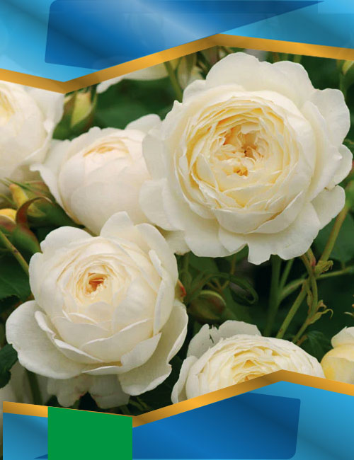 Троянда Клеа Остін